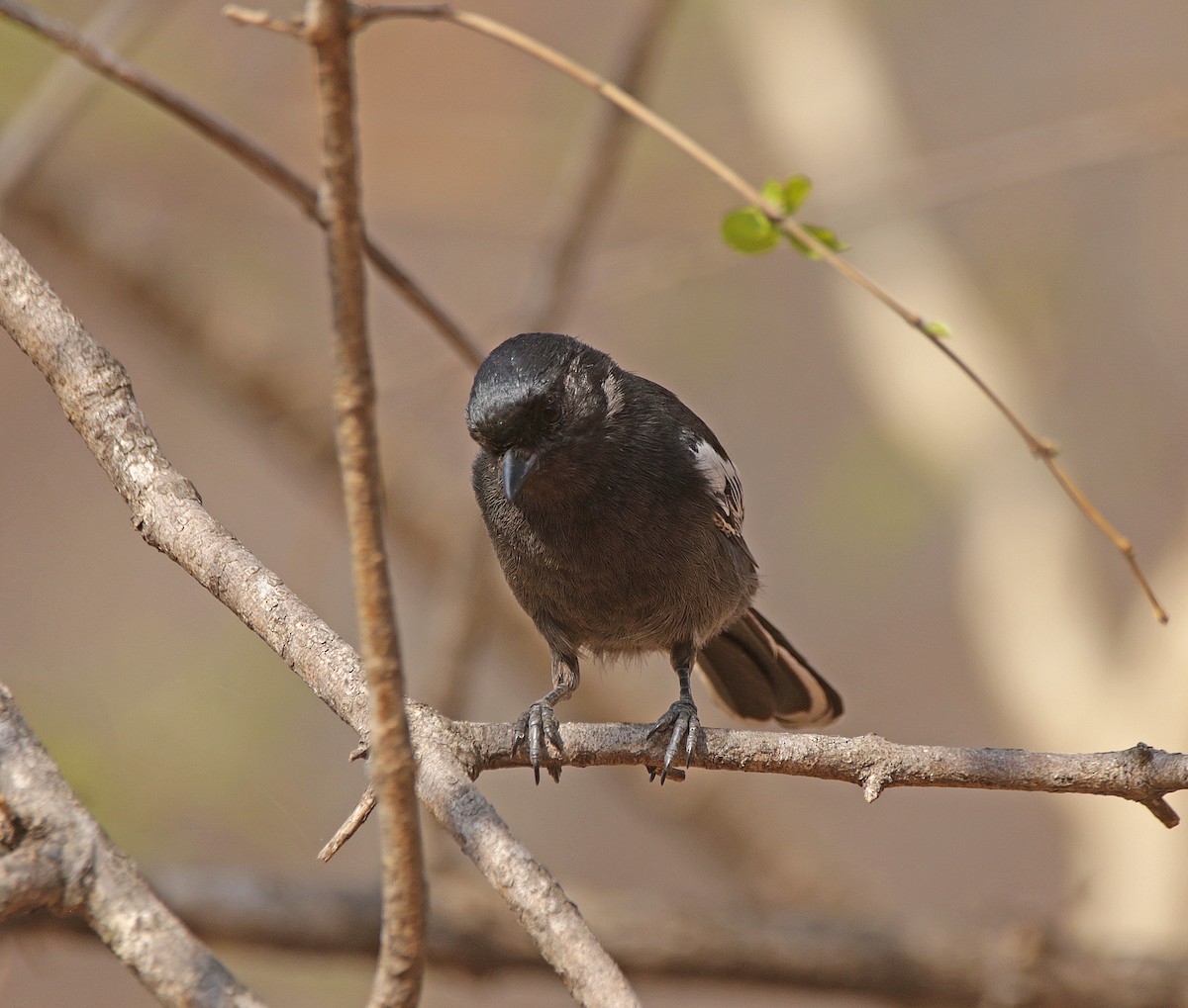 Southern Black-Tit - ML645055311