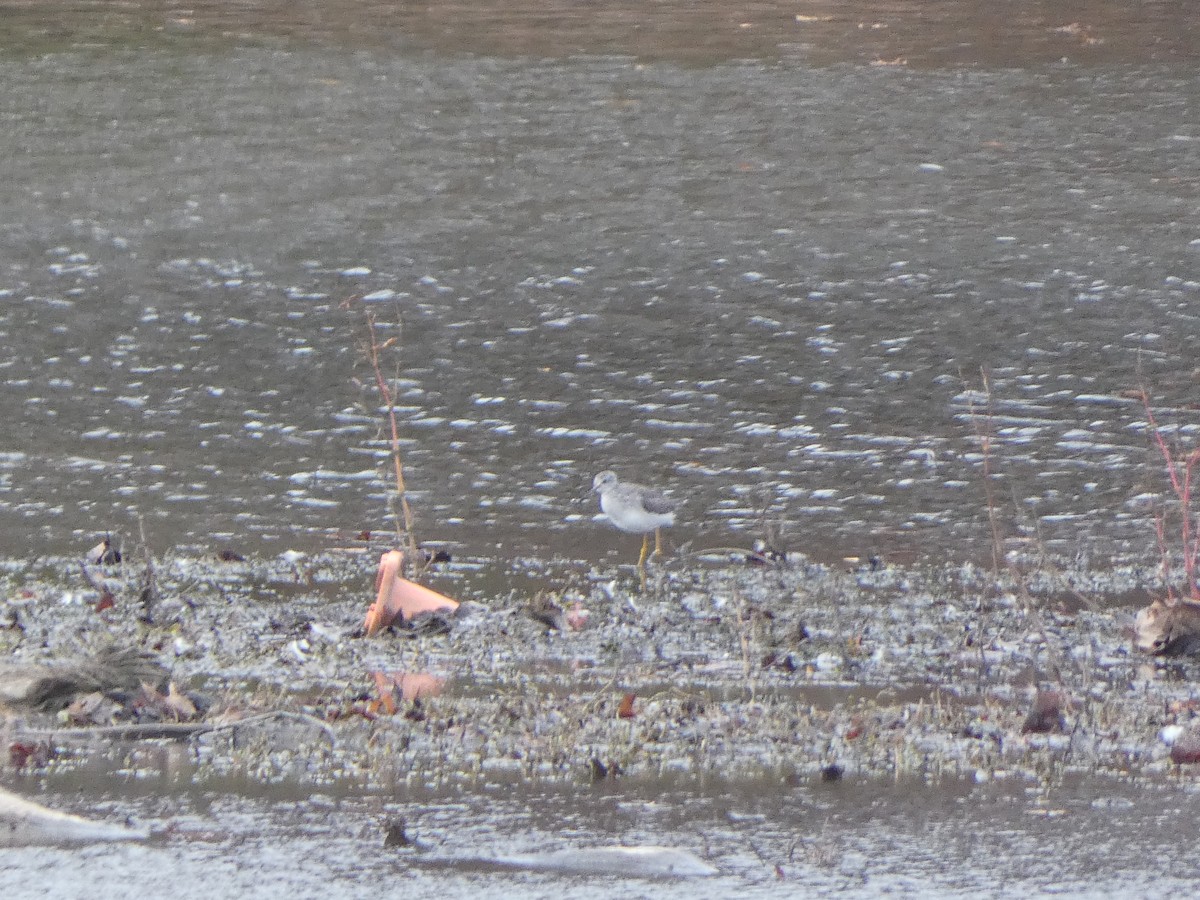 オオキアシシギ - ML645055330