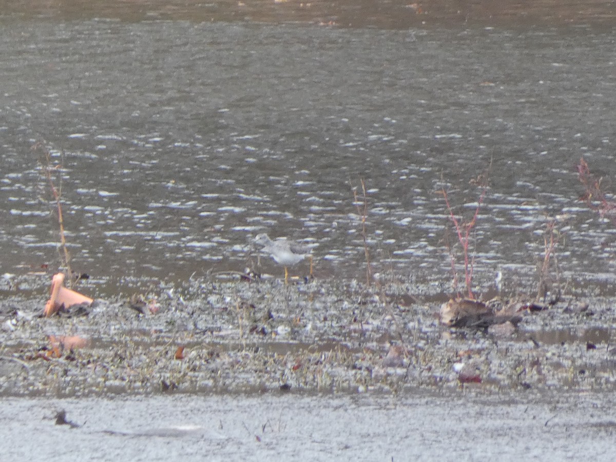 オオキアシシギ - ML645055331