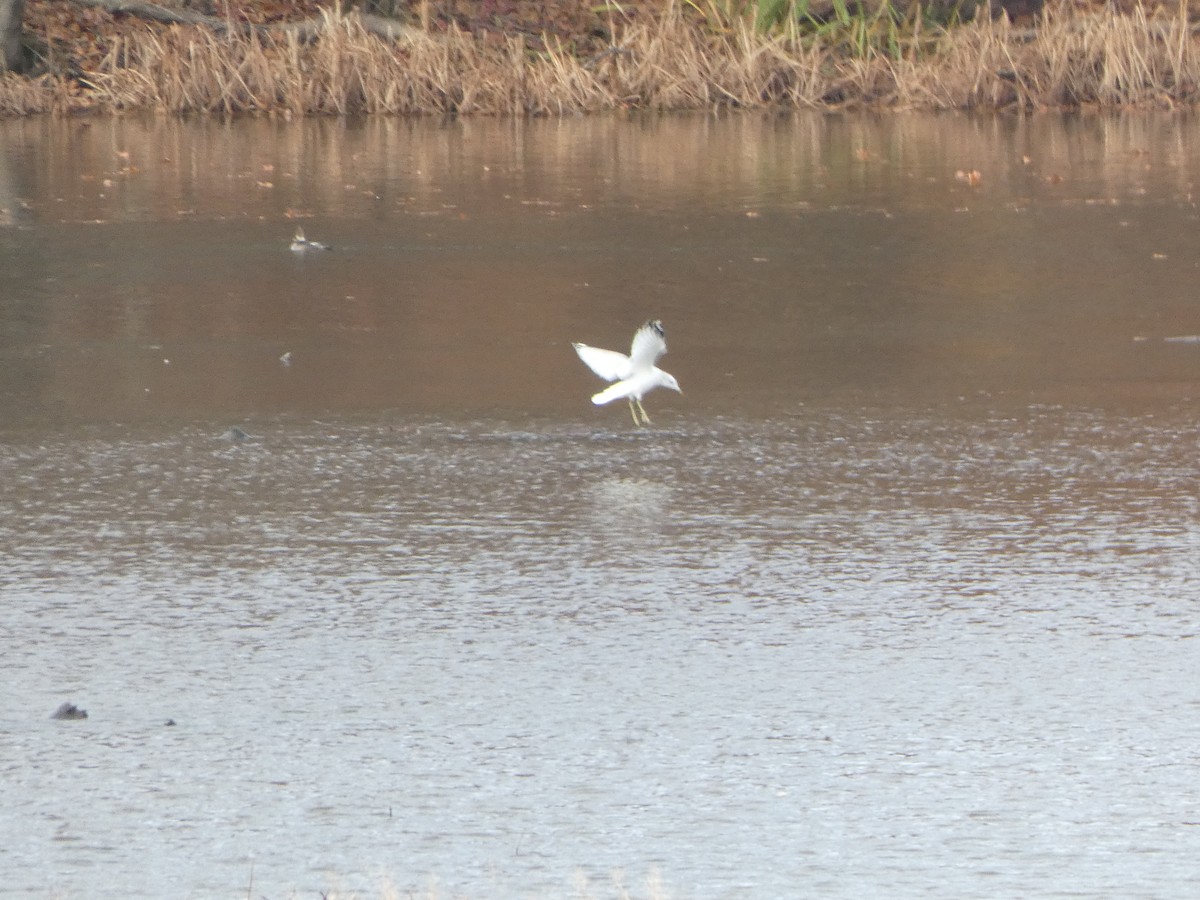 クロワカモメ - ML645055339