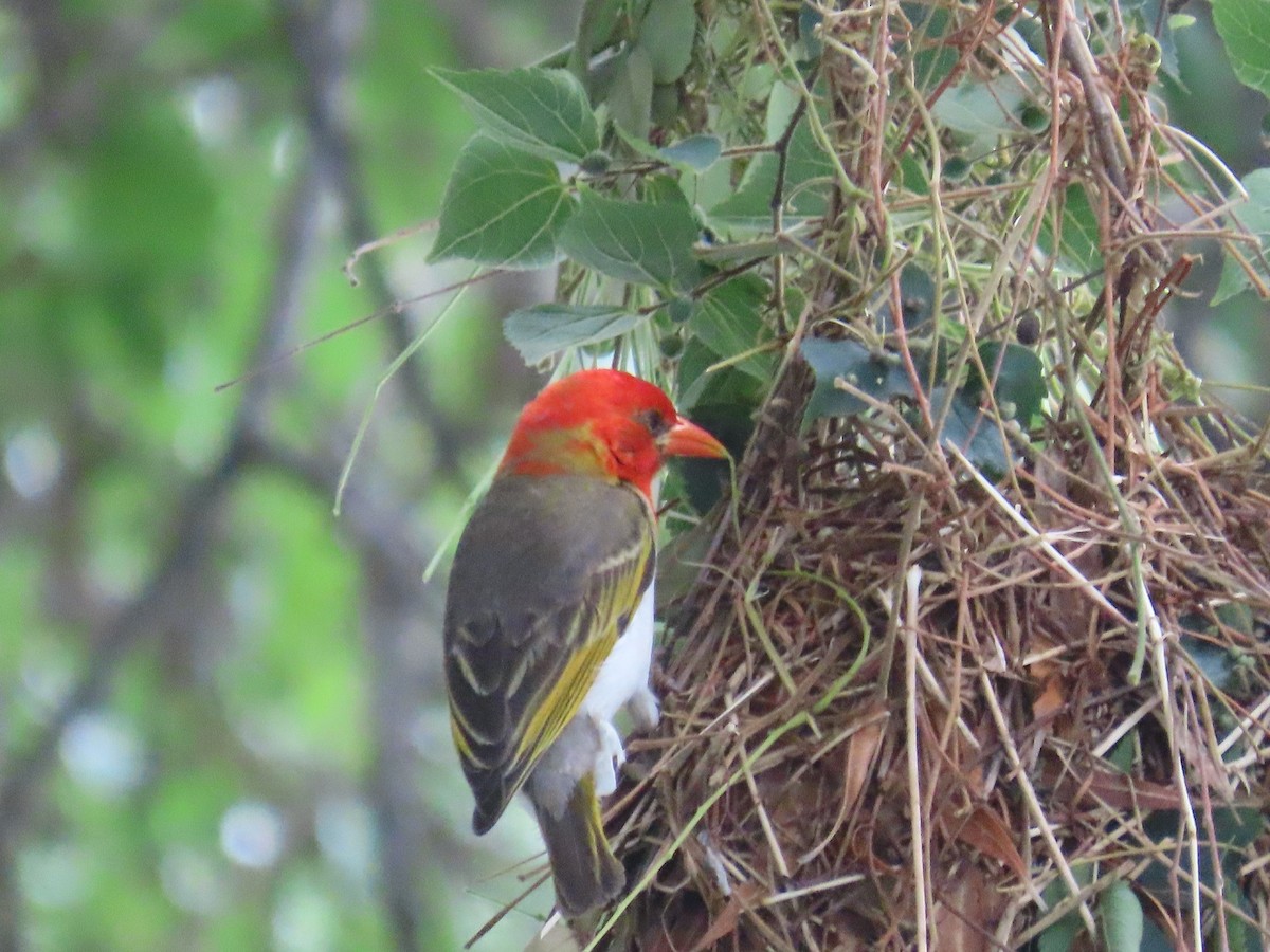 Anaplecte écarlate - ML645055343