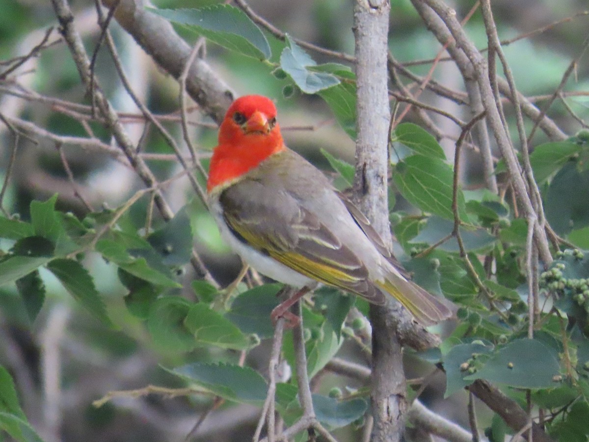 Anaplecte écarlate - ML645055344