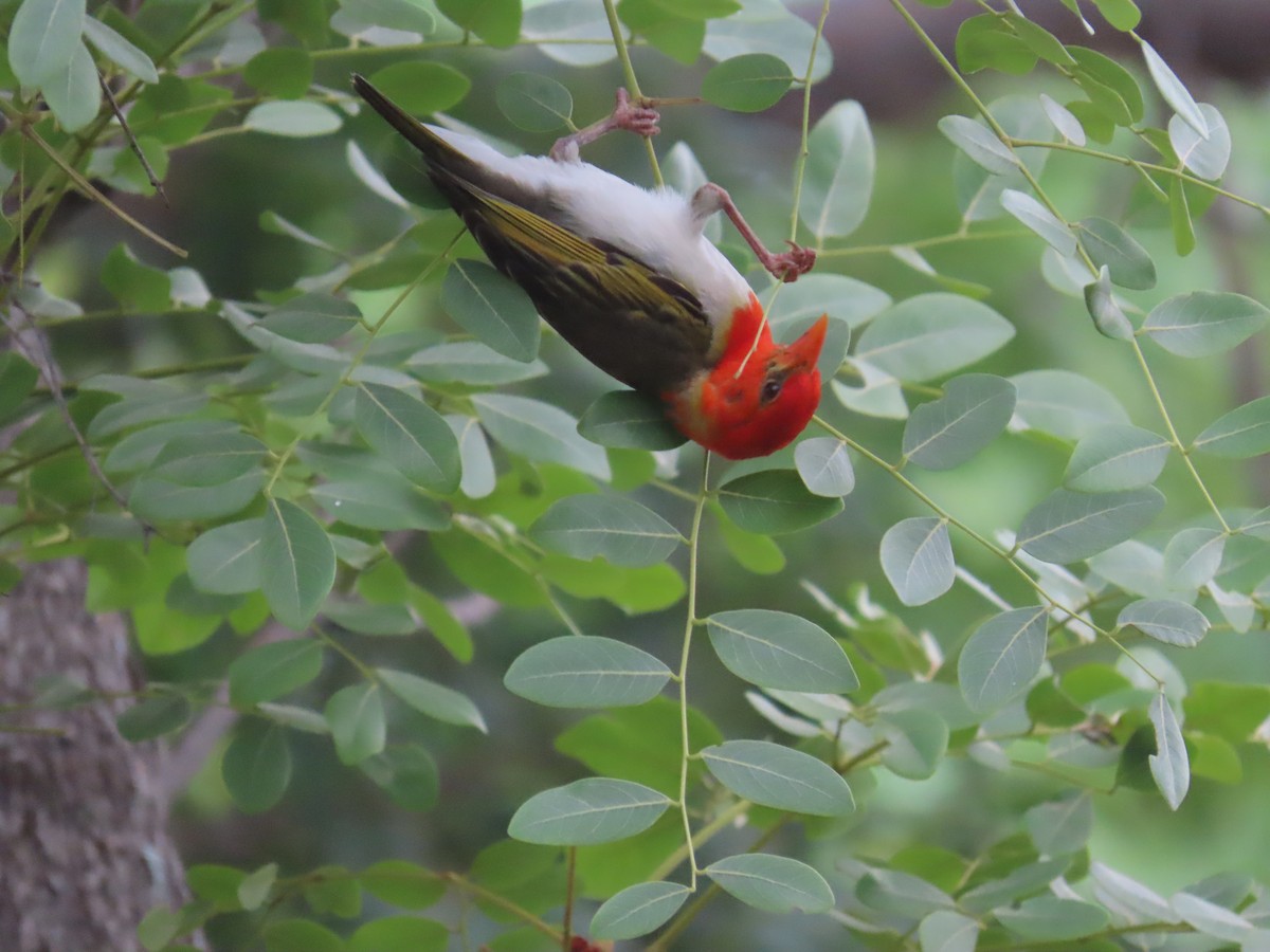 Anaplecte écarlate - ML645055346