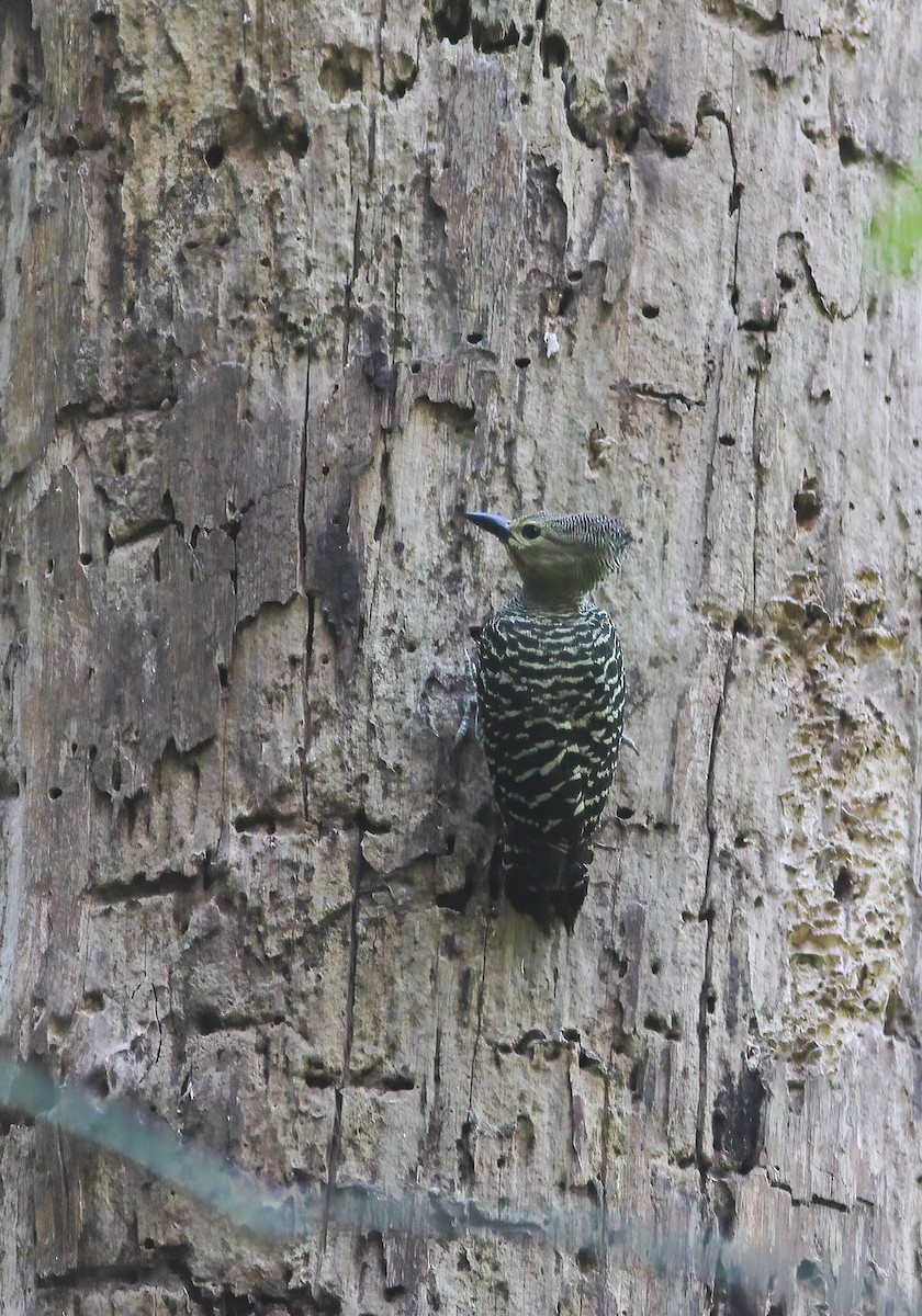 ヒメカレハゲラ - ML645055365