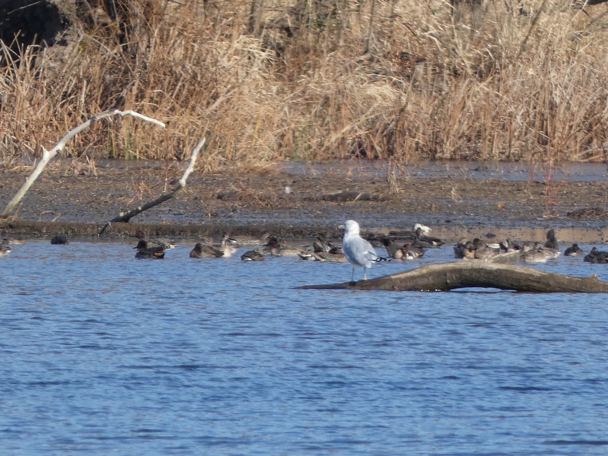 クロワカモメ - ML645055371