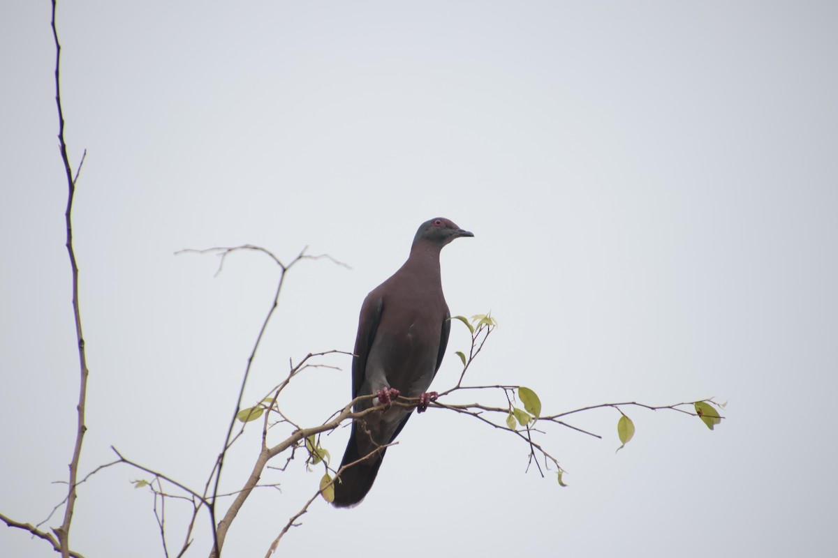 Pale-vented Pigeon - ML645055372
