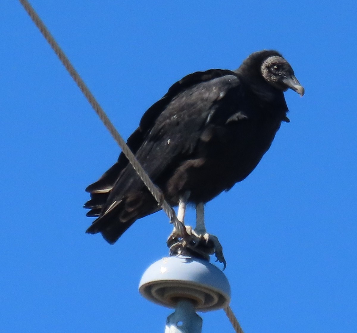 Black Vulture - ML645055376