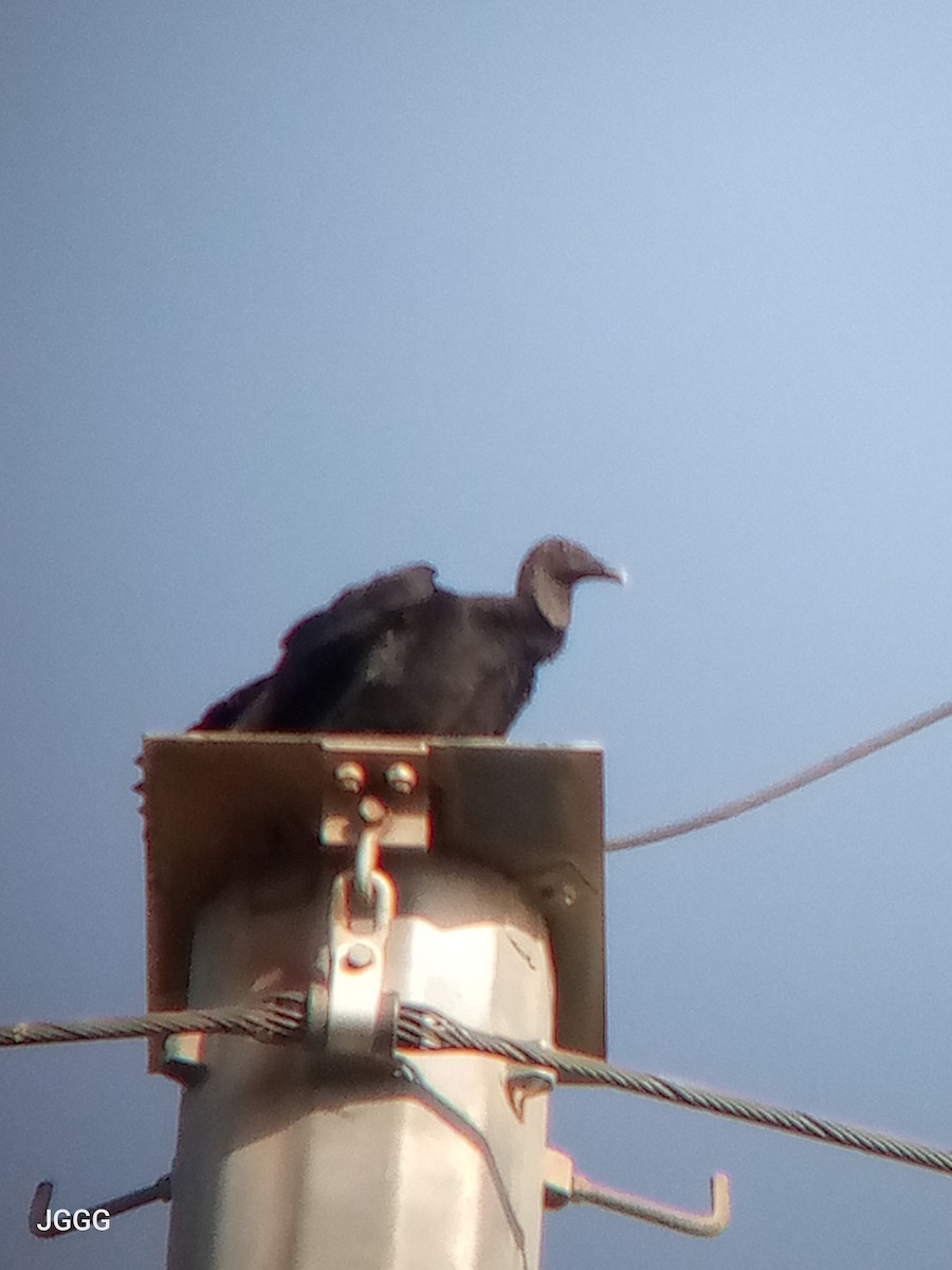 Black Vulture - ML645055380