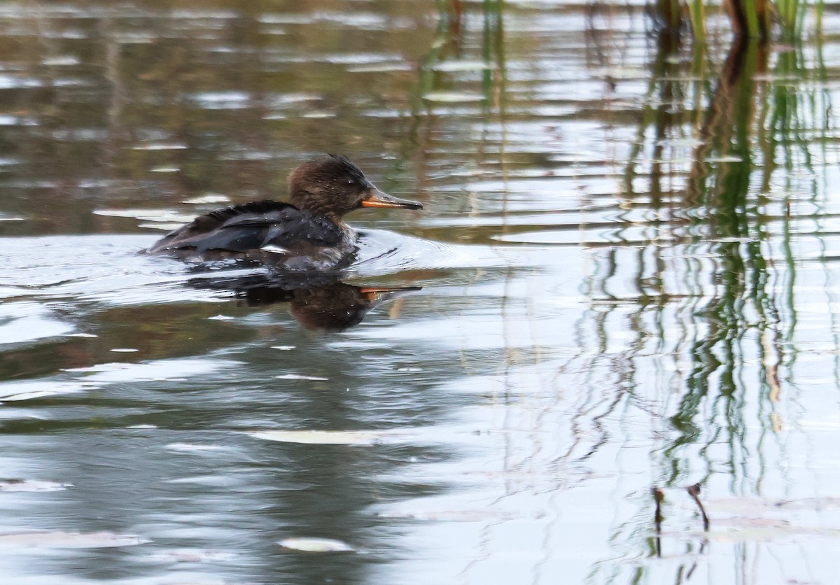 Hooded Merganser - ML645055391