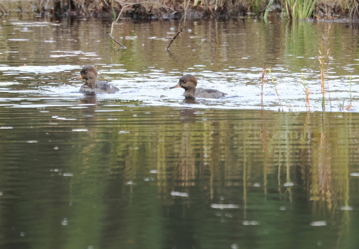 Hooded Merganser - ML645055392