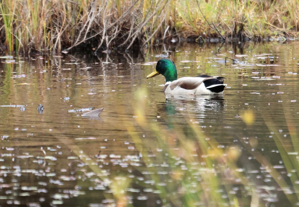 Mallard - ML645055394