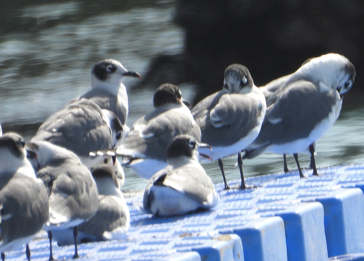 Franklin's Gull - ML645055397