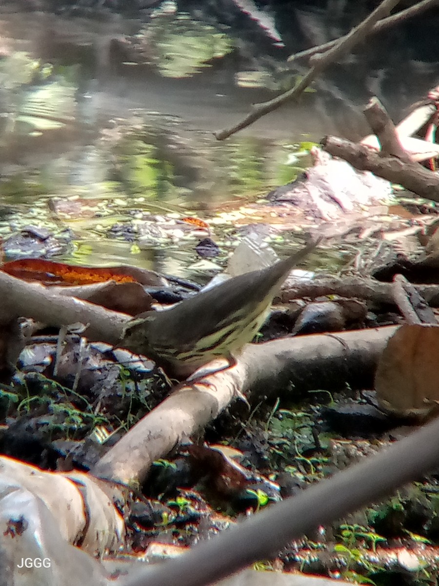 Northern Waterthrush - ML645055409