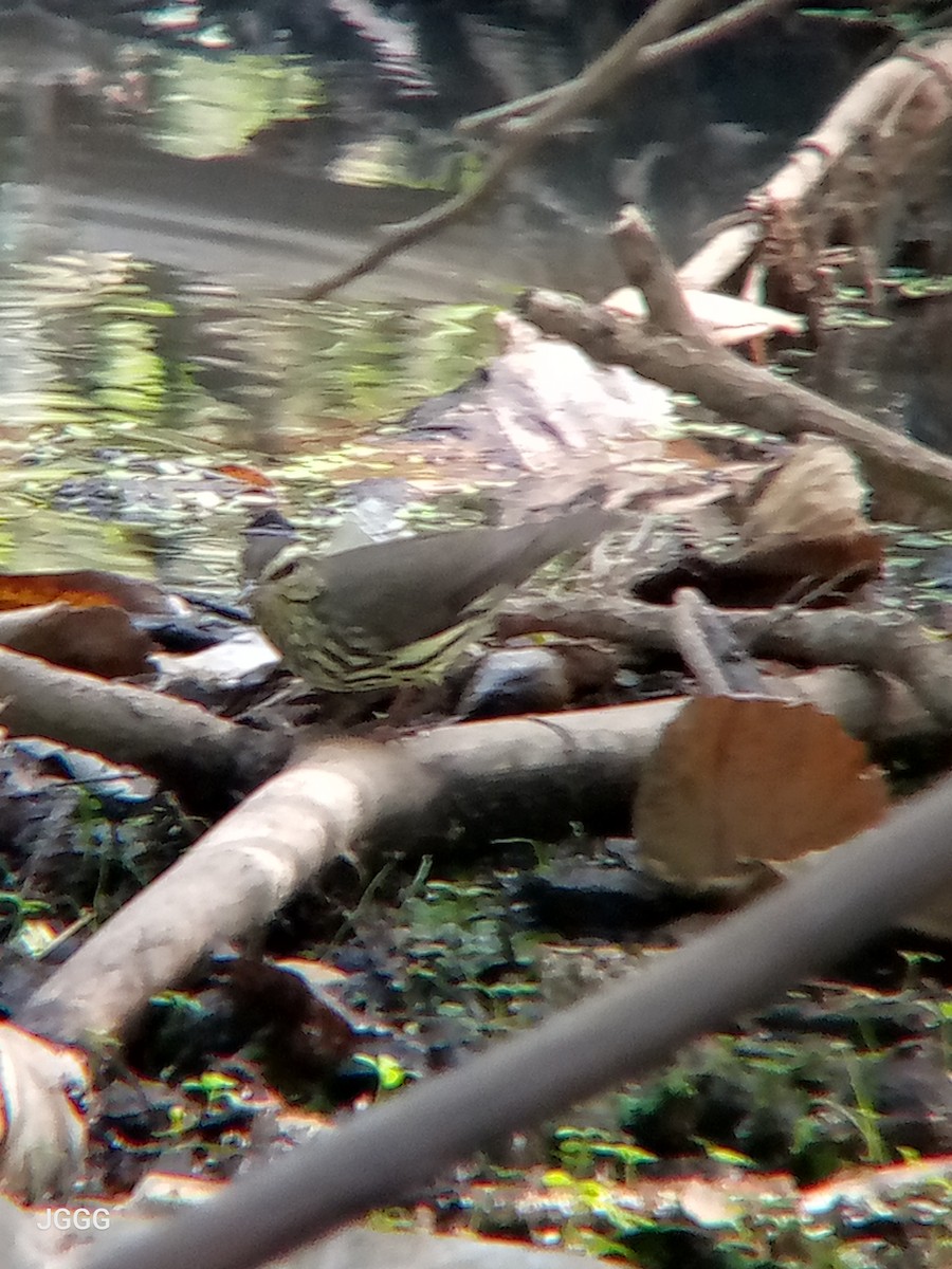 Northern Waterthrush - ML645055422
