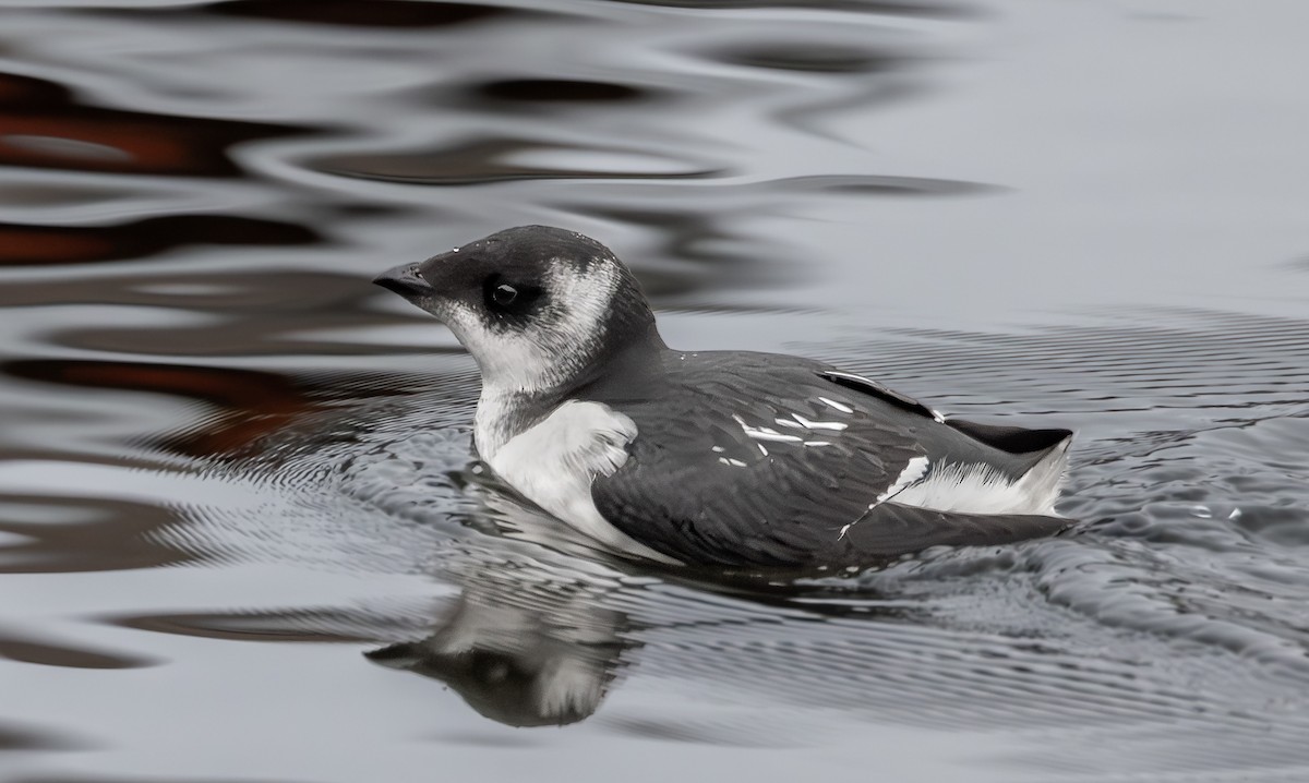 Pottorro txikia - ML645055425