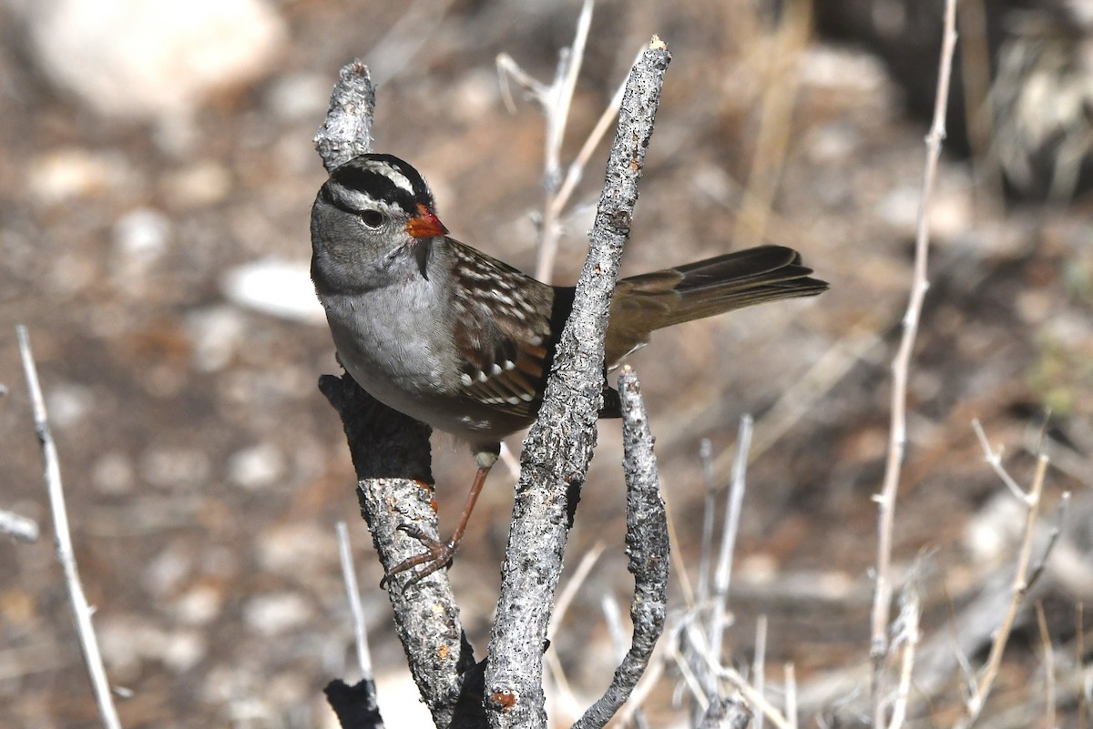 White-crowned Sparrow - ML645055438