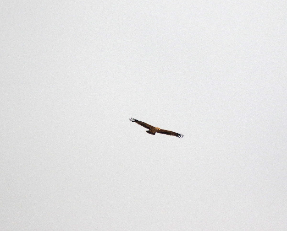 Tawny Eagle - ML645055441