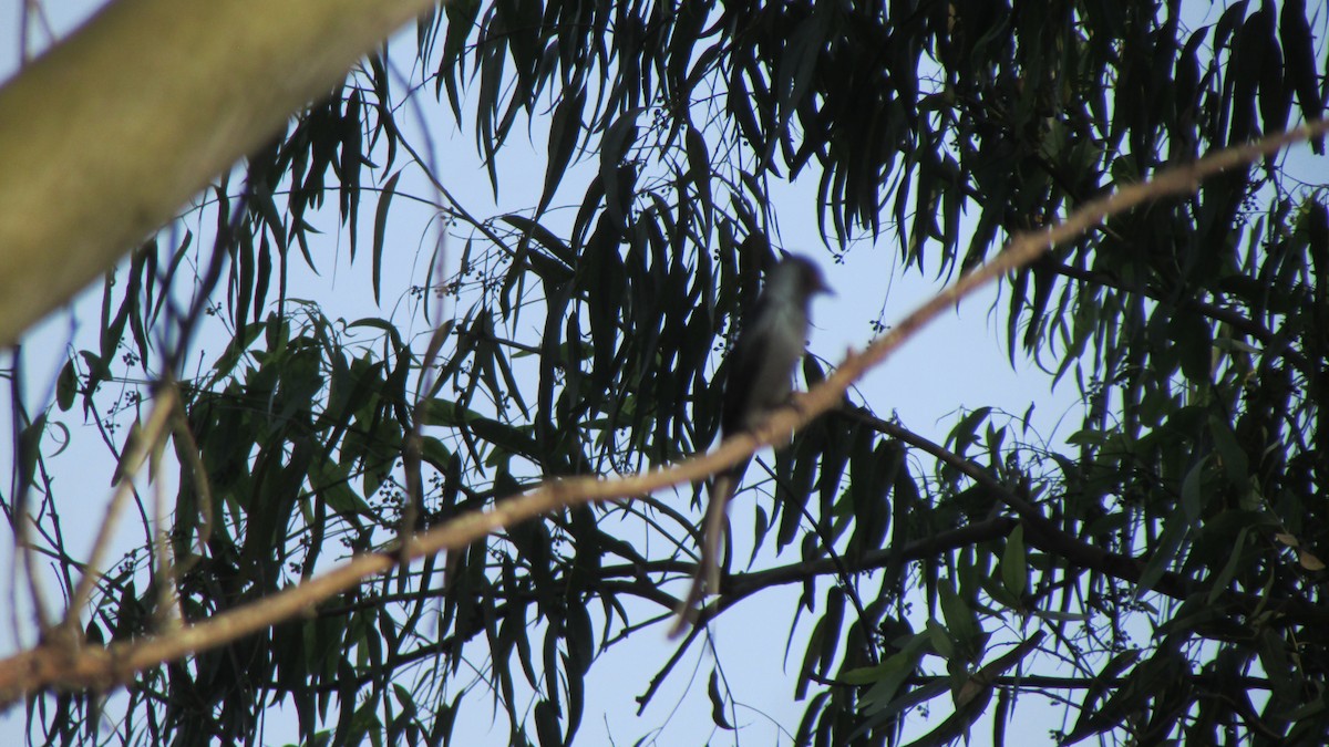 Ashy Drongo - ML645055442