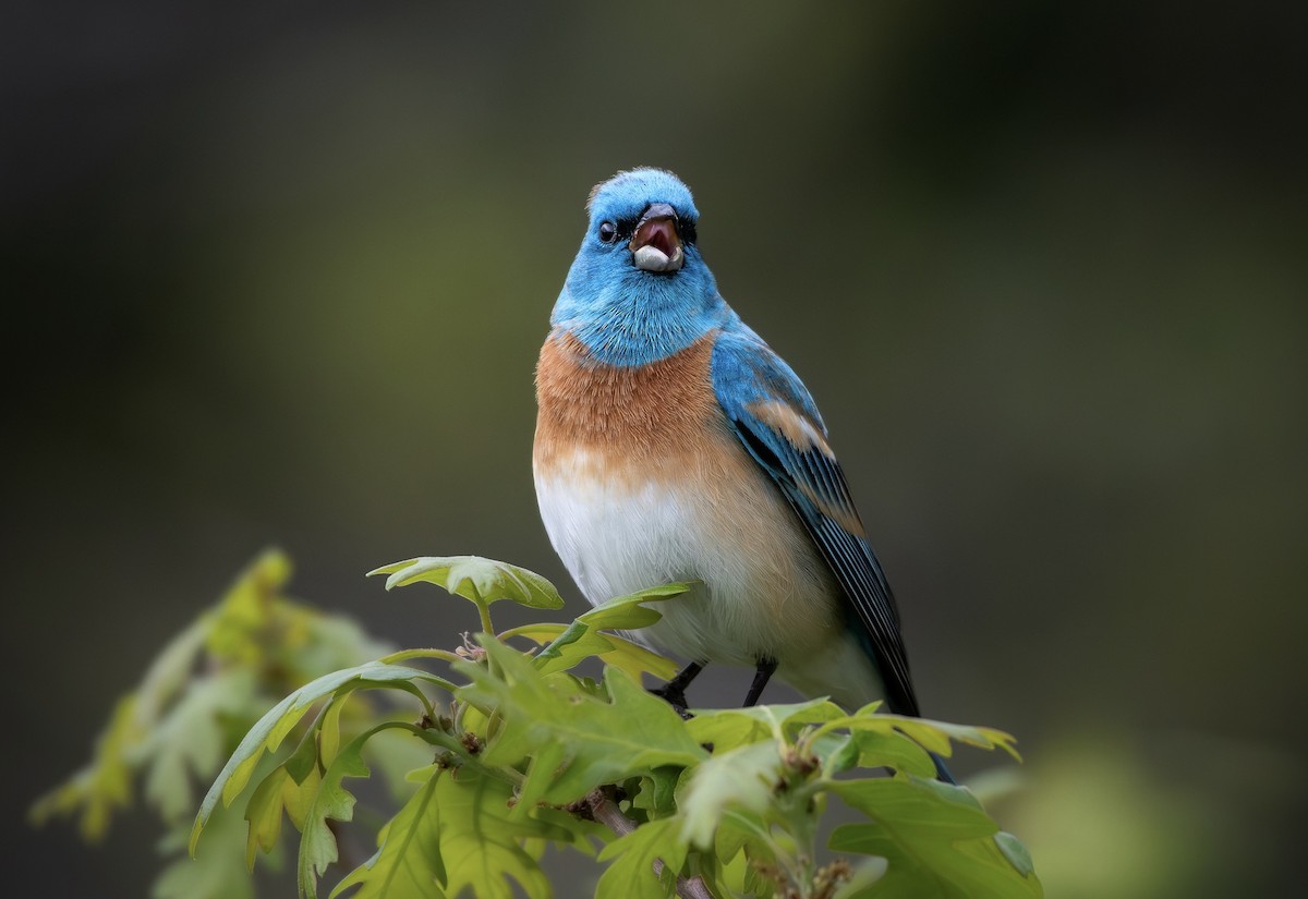 Lazuli Bunting - ML645055446