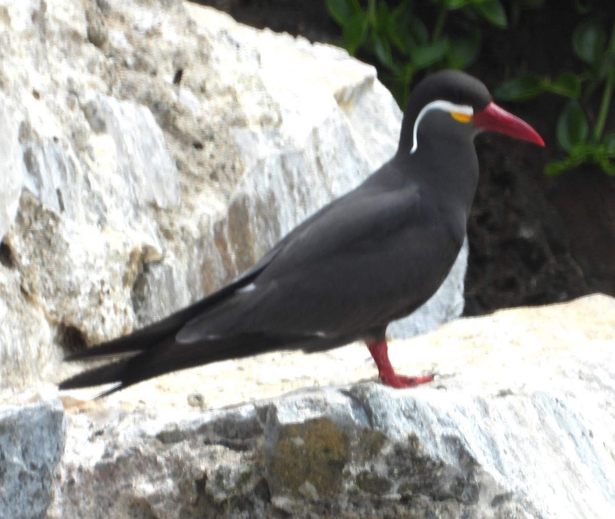 Inca Tern - ML645055454