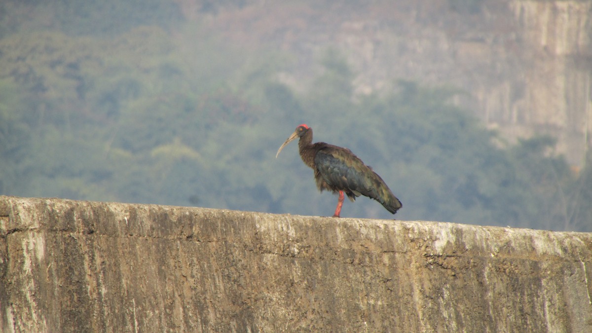 Red-naped Ibis - ML645055455