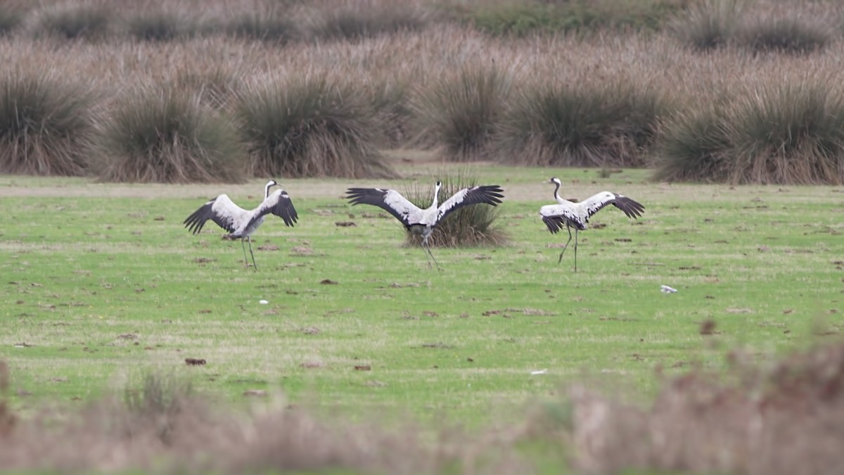 Common Crane - ML645055459