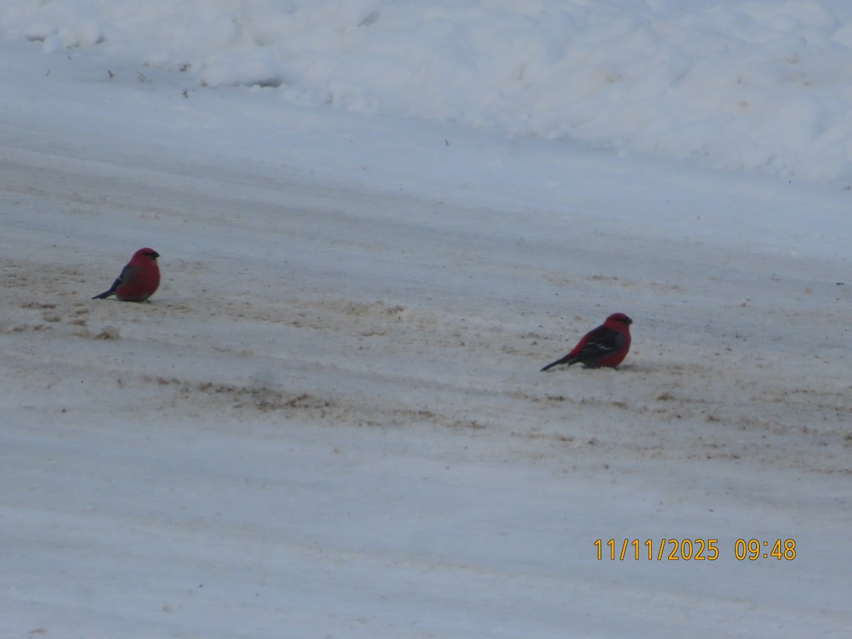 hýl křivčí - ML645055466