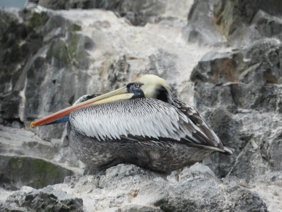 Peruvian Pelican - ML645055469