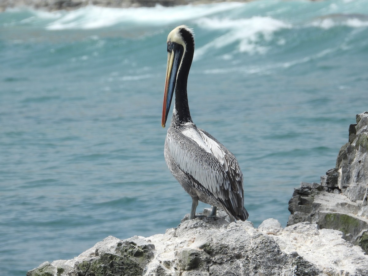 Peruvian Pelican - ML645055470