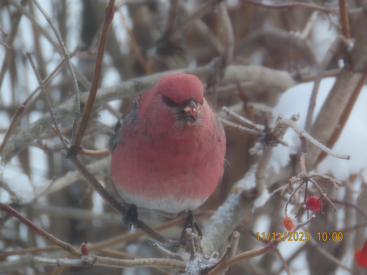 hýl křivčí - ML645055472