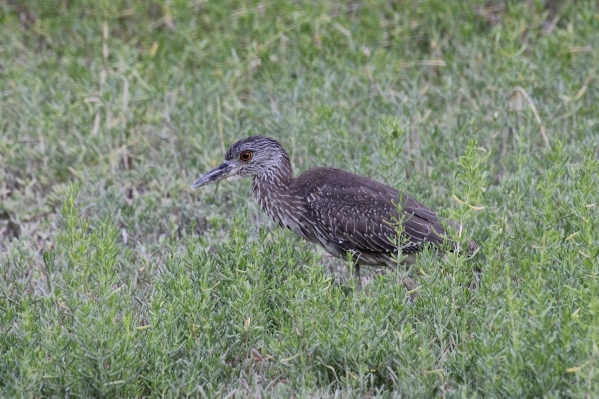 Yellow-crowned Night Heron - ML645055475