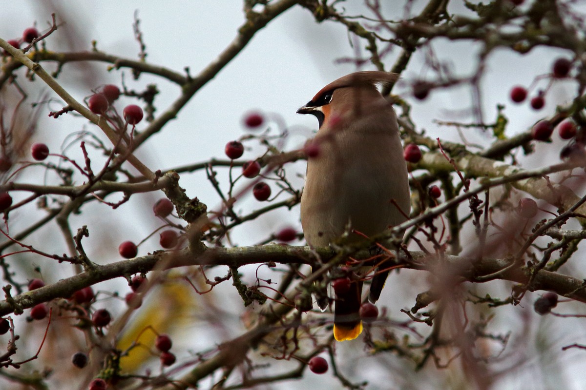 Bohemian Waxwing - ML645055477
