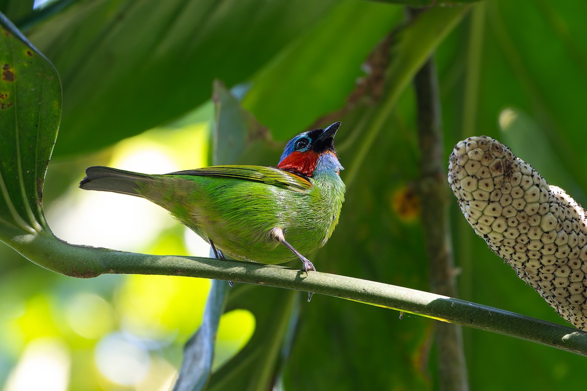 Red-necked Tanager - ML645055483