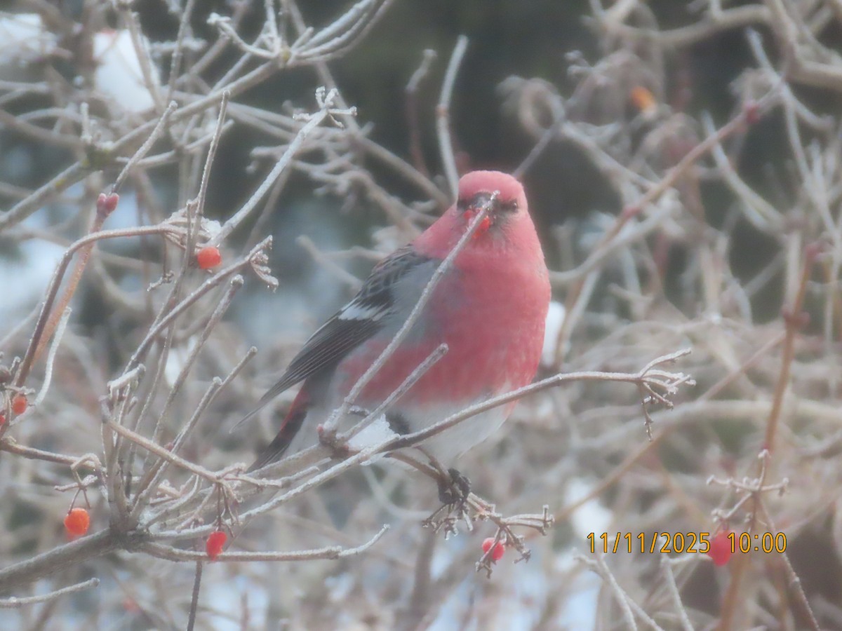 hýl křivčí - ML645055485