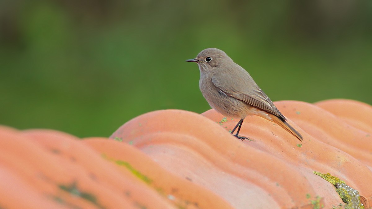 Black Redstart - ML645055487