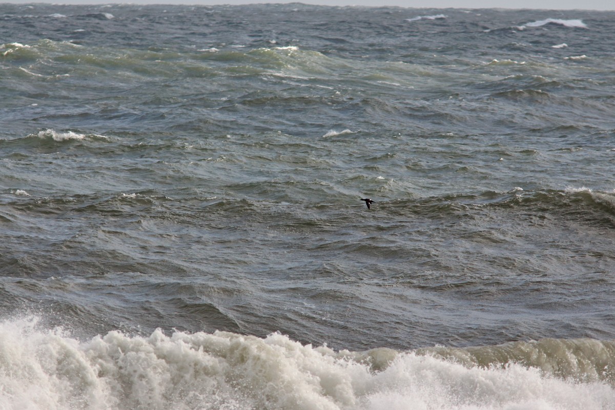 Velvet Scoter - ML645055493