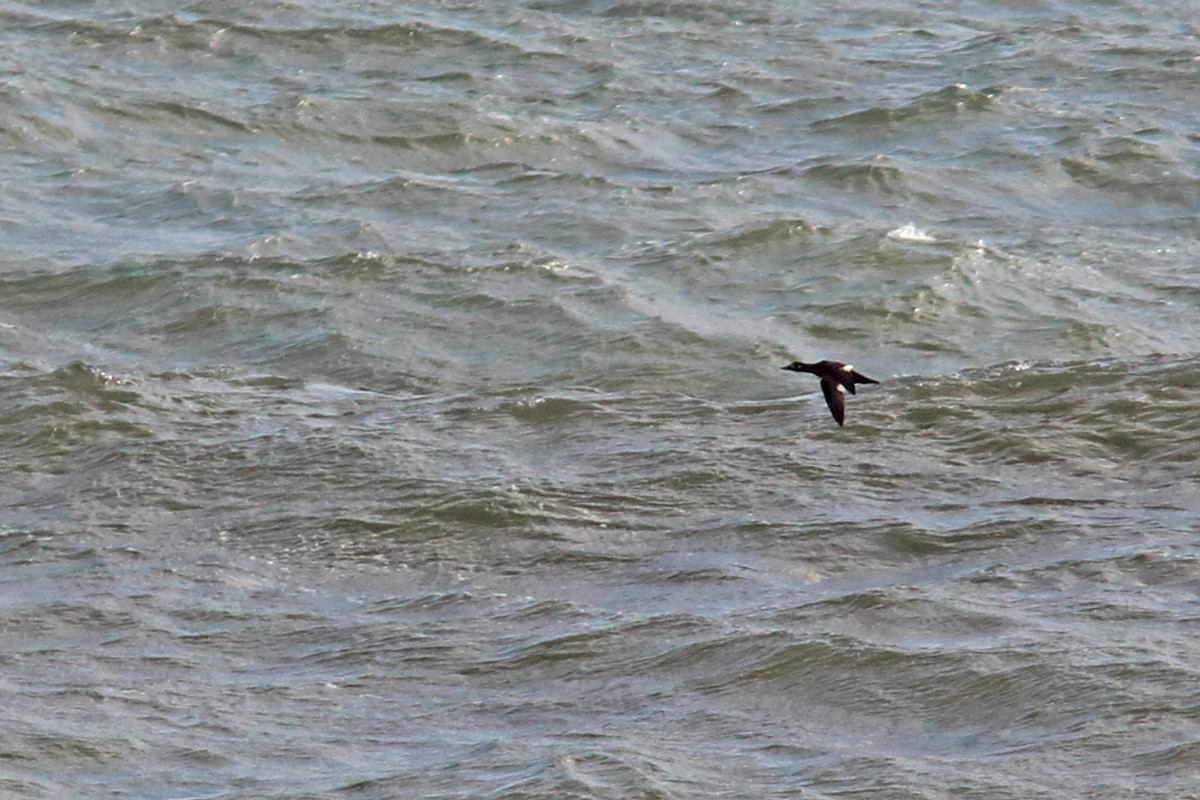 Velvet Scoter - ML645055494