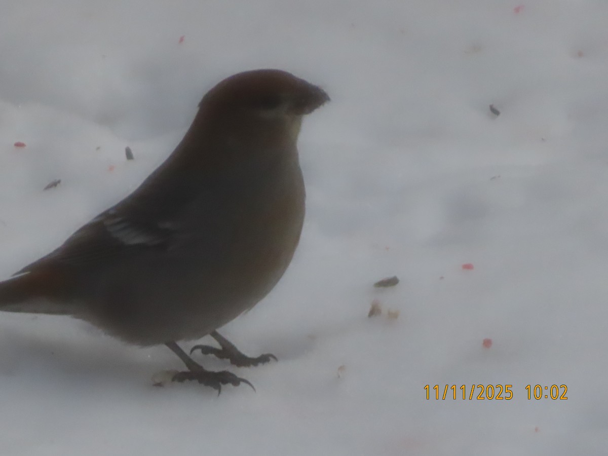 hýl křivčí - ML645055500