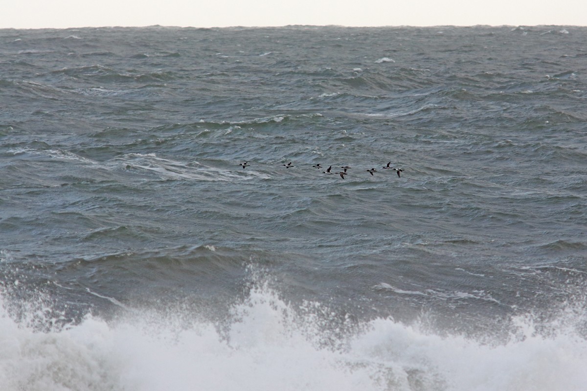 Common Goldeneye - ML645055502