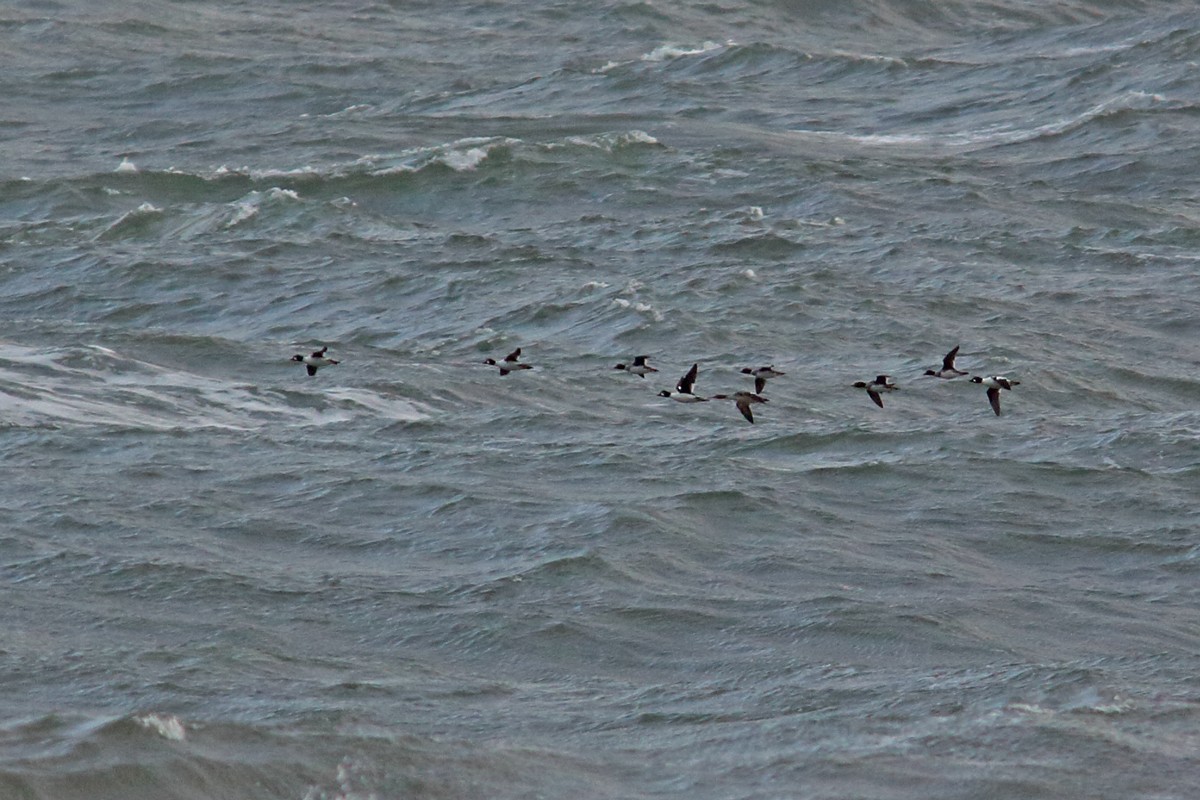 Common Goldeneye - ML645055503