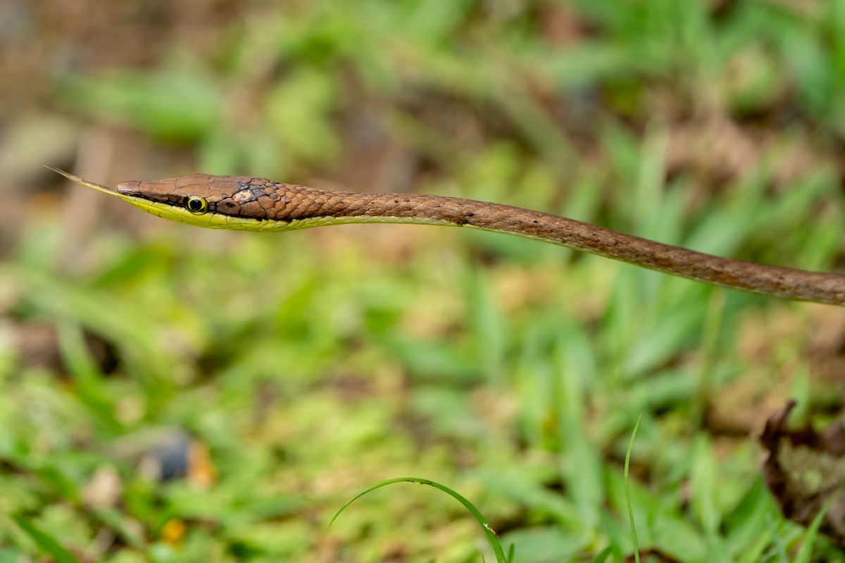Striped Vine Snake - ML645055504
