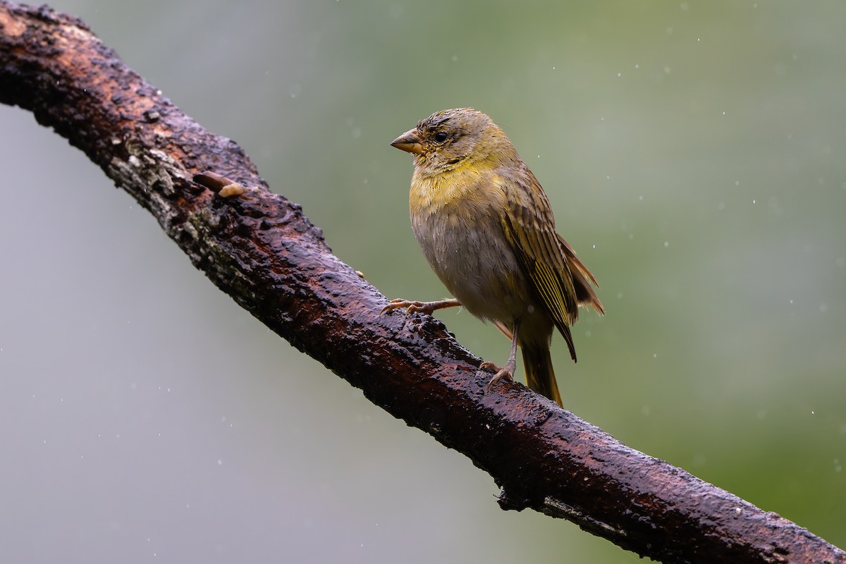 Saffron Finch - ML645055537