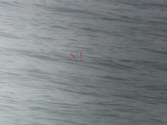 Manx Shearwater - ML645055542