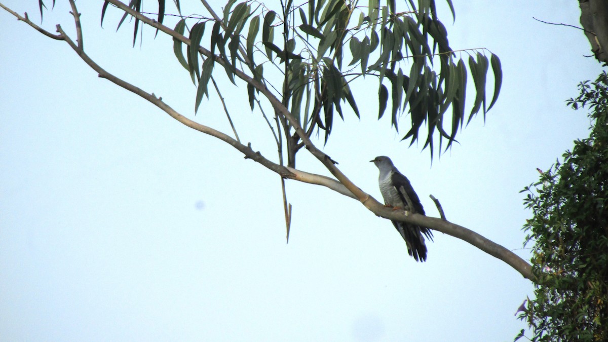 Common Cuckoo - ML645055555