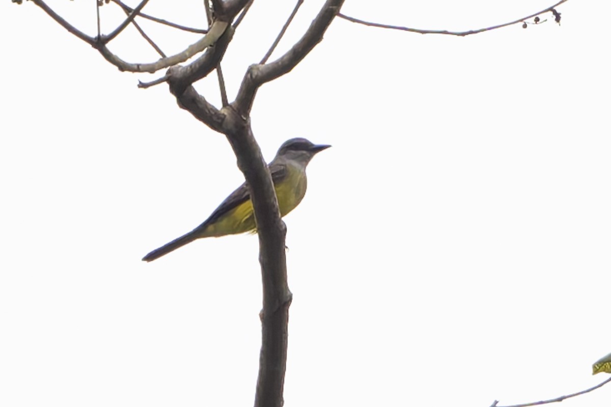 Tropical Kingbird - ML645055564