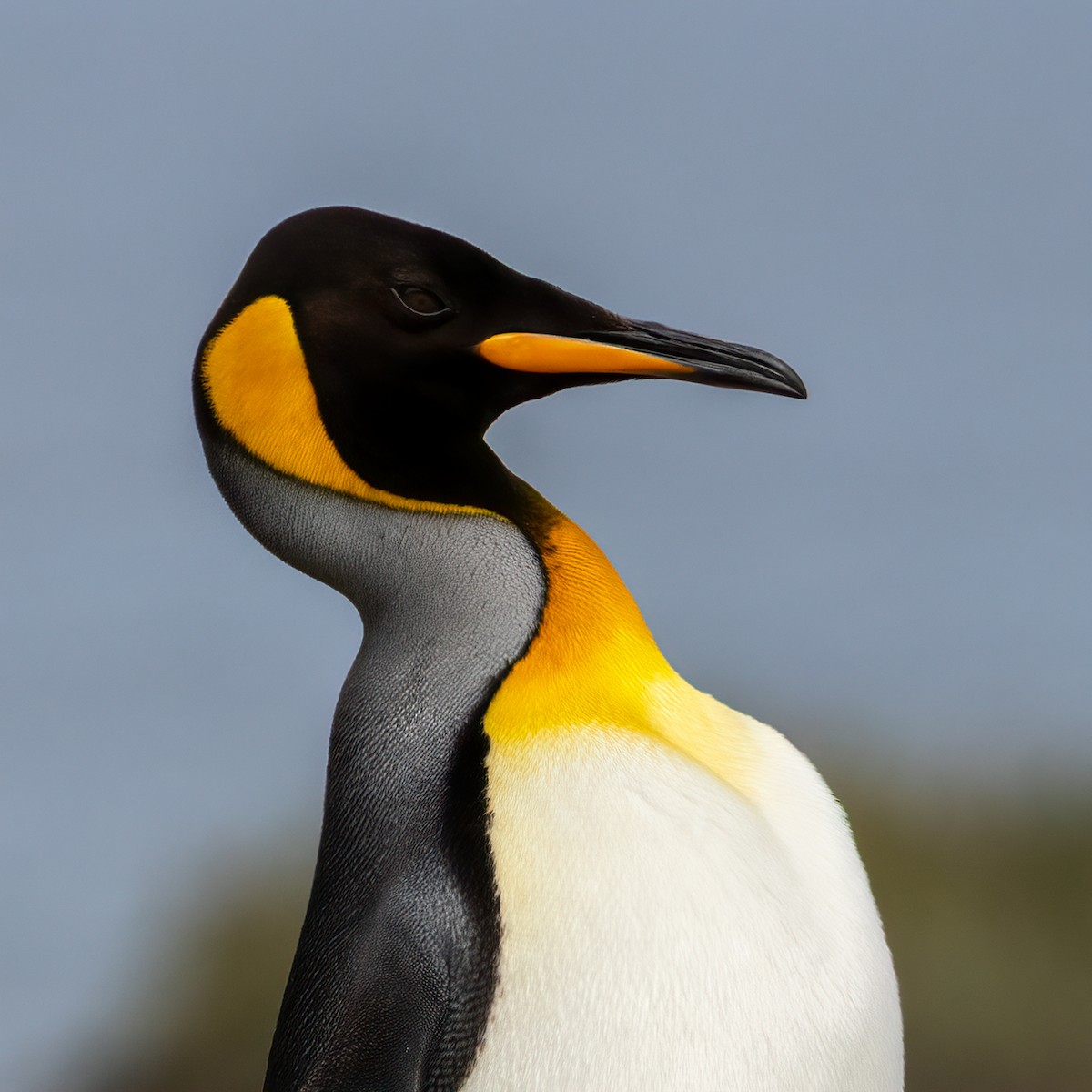 tučňák patagonský - ML645055566