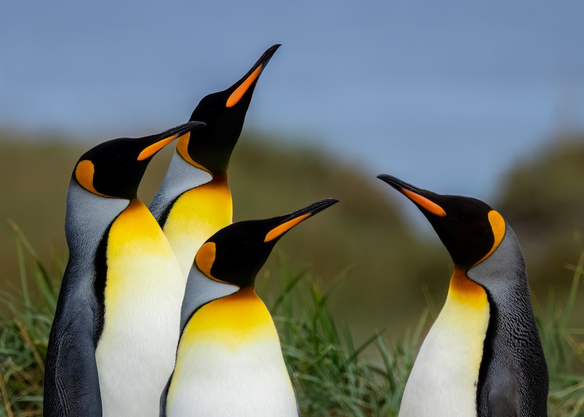 tučňák patagonský - ML645055567