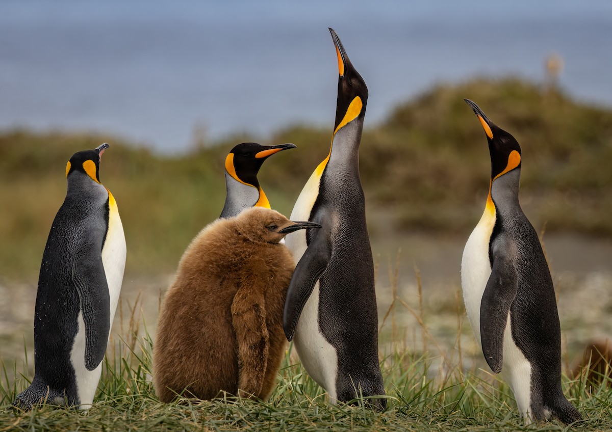 tučňák patagonský - ML645055569