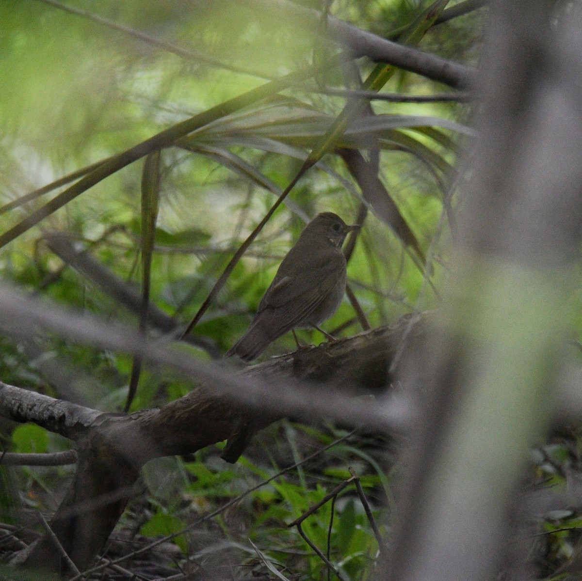 Малый дрозд - ML645055593