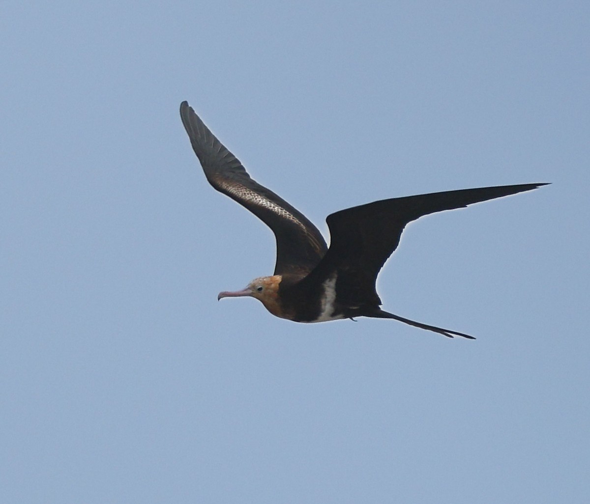 Lesser Frigatebird - ML645055601
